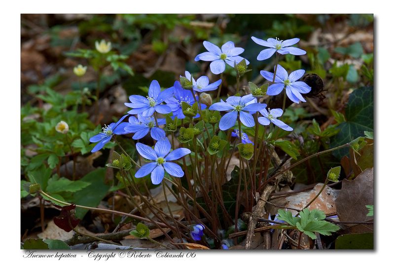 Fiori di primavera